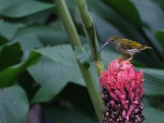 -中国科学院西双版纳热带植物园
