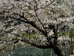 -井之头恩赐公园