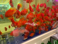 -骏莱海鲜鱼港(五角场店)