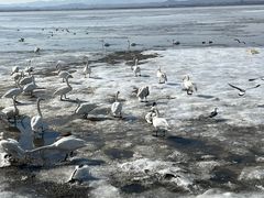 -烟墩角天鹅湖