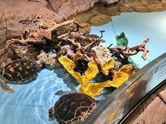 -芜湖新华联大白鲸海洋公园