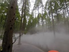 -黄海国家森林公园