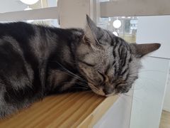 -李小姐の猫咖啡馆(五角场店)