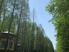 -黄海国家森林公园