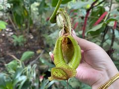-中国科学院西双版纳热带植物园