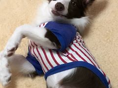 -翊宠yipet猫狗购宠庄园犬舍•猫舍