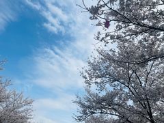 -天王浮山樱花园
