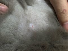 -宠爱国际动物医院·消化内科·心肾内科·ISFM猫友好(望京店)