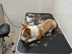 -艾贝尔宠物医院 ·内科全科(梁溪路店)