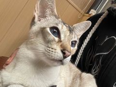 -MOCHA明星猫咖(田子坊店)