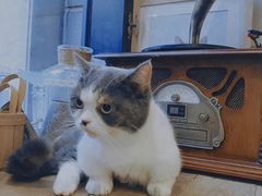 -吉丁鸟咖·异宠·寄养