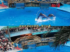 -海合安成都极地海洋公园