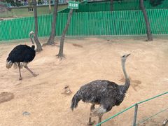 -西霞口神雕山野生动物世界