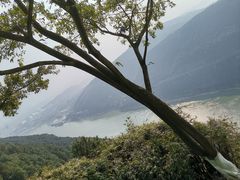 -铁山坪森林公园