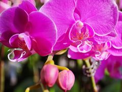 -溪岸路花鸟市场