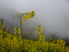 -石潭村