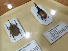 -上海大自然野生昆虫馆(东方明珠·爬宠昆虫探索中心)