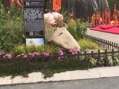 -合肥滨湖国家森林公园