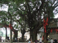 一树成林-烟桥古村
