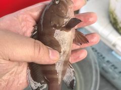 -小猫钓鱼海钓俱乐部(椰梦长廊店)