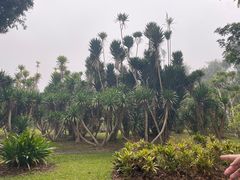 -中国科学院西双版纳热带植物园
