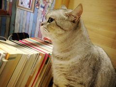 -小时光咖啡馆(开森度假森林店)