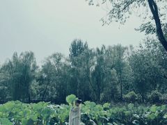 -莲湖公园