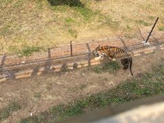 -合肥野生动物园