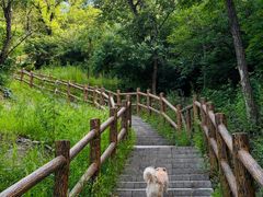 -白水寺森林公园