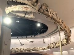 -自贡恐龙博物馆