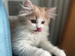 -柚子猫舍·精品猫舍购猫·猫咪认养·购宠·宠物店