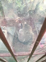 -萌宠亲子动物乐园(槐房万达店)