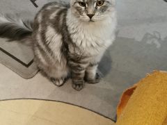 -御宝贝·A梦猫科宠物医院(国际猫友好医院)