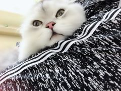 -瑞鹏宠物医院·骨科·猫科·内科(第一中心)