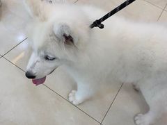 -翊宠yipet猫狗购宠庄园犬舍•猫舍