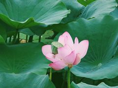 -长春市南湖公园