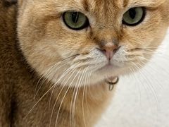 -共舞时光猫咖·狗咖(新街口店)