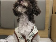 -美联众合动物医院·24h转诊中心