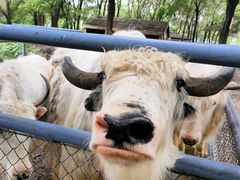 -长白岛森林公园