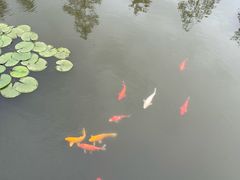 -池杉湖湿地公园