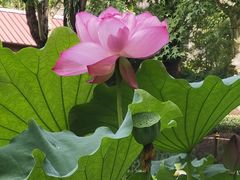 -陈家山荷花公园