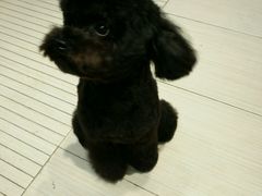 -PETKIT 小佩宠物·低压洗护·美容·寄养(安远店)