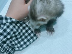 -雨林宠物医院 非犬猫异宠专科