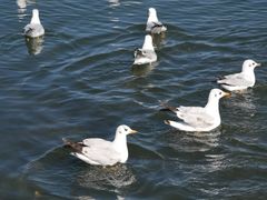 -洱海月湿地公园