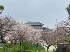 -苏州上方山国家森林公园