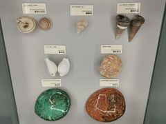 -天津古林古海岸遗迹博物馆