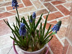 -麦德龙(嘉定店)