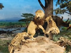 -国家自然博物馆