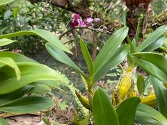 -中国科学院西双版纳热带植物园