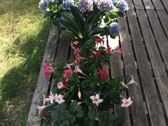 -龙大花卉苗木市场